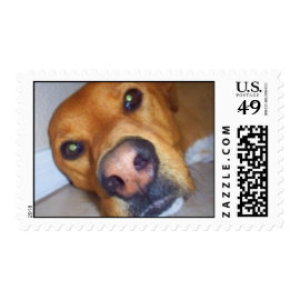 Dog Postage Stamps