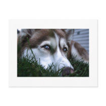 dog postcards by bear23x dog postcards