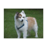 DOG POSTCARD