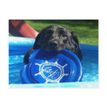 DOG POSTCARD