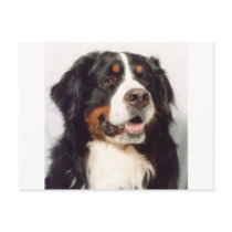 Dog Postcards
