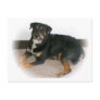 Dog Postcard #5