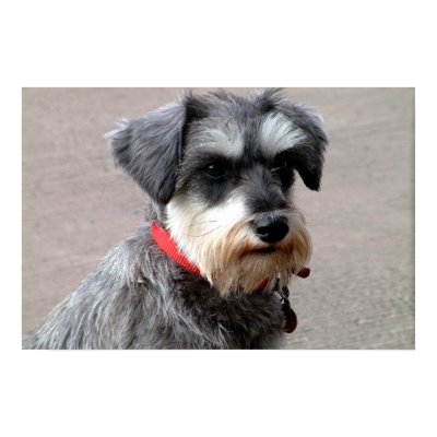 Dog Print by peterspooner