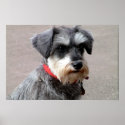 Dog posters