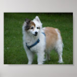 DOG POSTER posters
