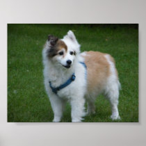 DOG POSTER