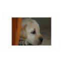 Dog posters by xnxnxn Dog posters