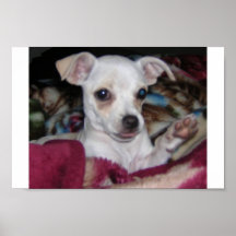 Dog-Print. lindo Posters