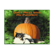 Dog Protecting Large Pumpkin postcard