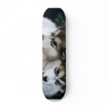 Dog Puppy Board Skateboard Decks