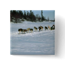 Dog racing, Yukon Pinback Button