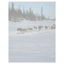 Dog racing, Yukon Custom Letterhead