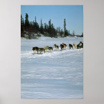 Dog racing, Yukon Poster