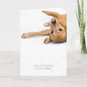 Dog Rasberry Card card