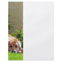 Dog Relaxing Full Color Flyer