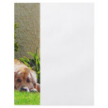 Dog Relaxing flyers