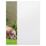 Dog Relaxing Customized Letterhead