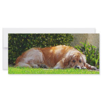Dog Relaxing Rack Card Design