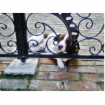 Dog Resting In Back Yard Acrylic Cut Out