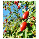 Dog Rose Hips t-shirts by lifesphere Dog Rose Hips t-shirts