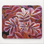 Dog rose leaves covered with frost mousepads