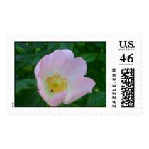 Dog Rose postage by kokobaby Dog Rose postage