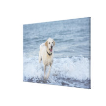 Dog running in water at beach. stretched canvas print