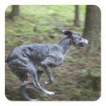 Dog running in woods stickers