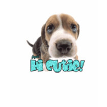 dog t-shirts