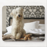 Dog sitting on bed with soft toys and newspaper mousepads