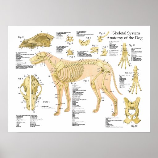 Dog Skeletal Anatomy Poster 18" X 24" | Zazzle