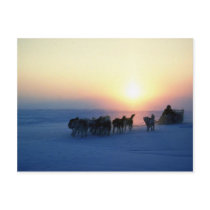 Dog sled travel at 45 degrees Celsius, Baffin Isla Postcards