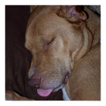 Dog Sleeping With Tongue Out Poster posters
