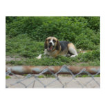 dog snacking postcard postcards