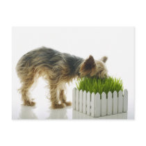 Dog sniffing neighbors yard shot in studio postcards