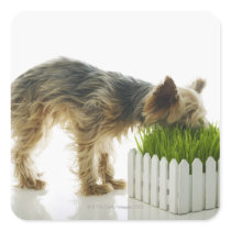 Dog sniffing neighbors yard shot in studio square stickers