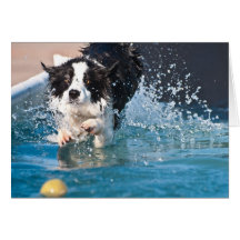 dog splashing in water card