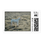 Dog Stamps