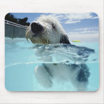 Dog Swimming in a Swimming Pool Mousepads
