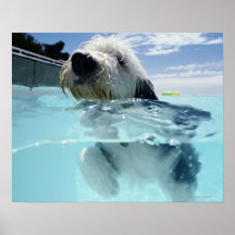 Dog Swimming in a Swimming Pool Print