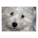 Dog Sympathy Card