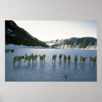 Dog team, Greenland Posters