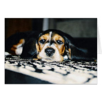 Dog Tired cards by selahphotography Dog Tired cards