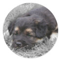 Dog Tired, customizable stickers