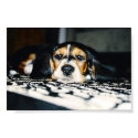 Dog Tired posters by selahphotography Dog Tired posters