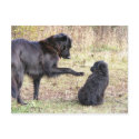 Dog Training-Customizable postcards