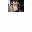 DOG t-shirts