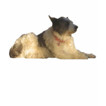 Dog t-shirts