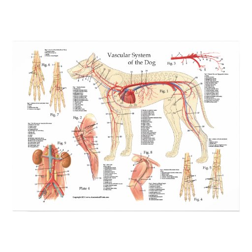 Dog Vascular Anatomy Poster 18" X 24" | Zazzle
