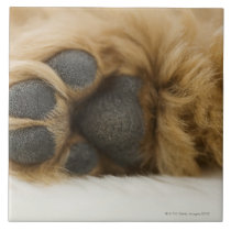 Dog, view of leg tile